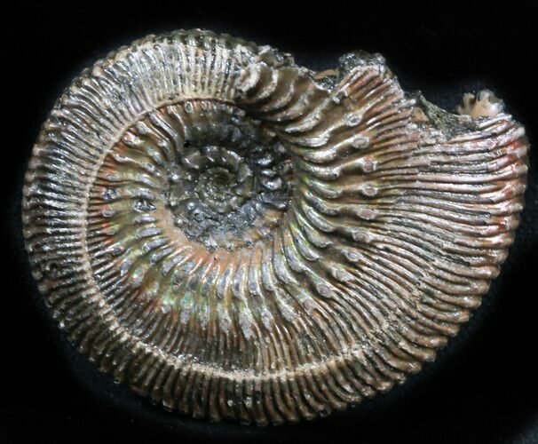 Pyritized Ammonite (Kosmoceras) Fossil - Russia #34606